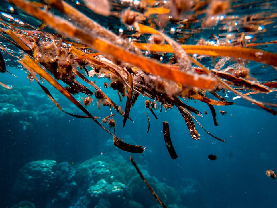 These 4 startups are using seaweed to help save the The