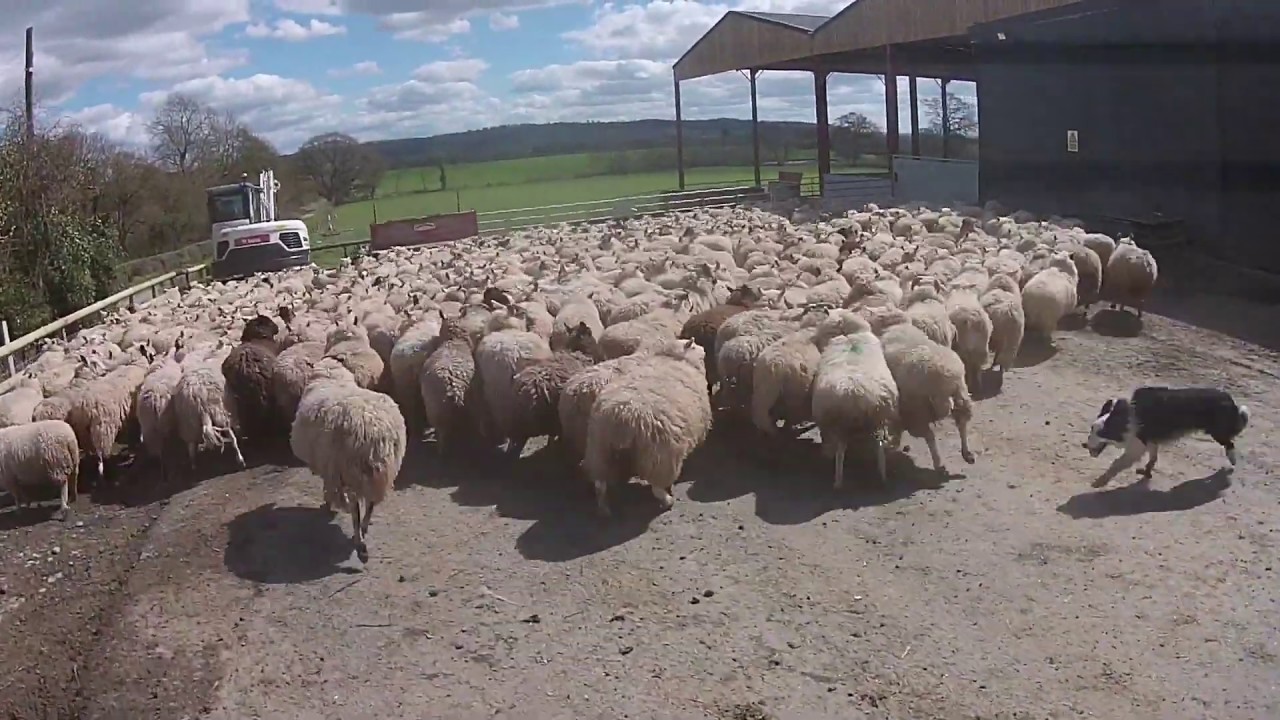 Livestock Suppliers Euro Quality Lambs