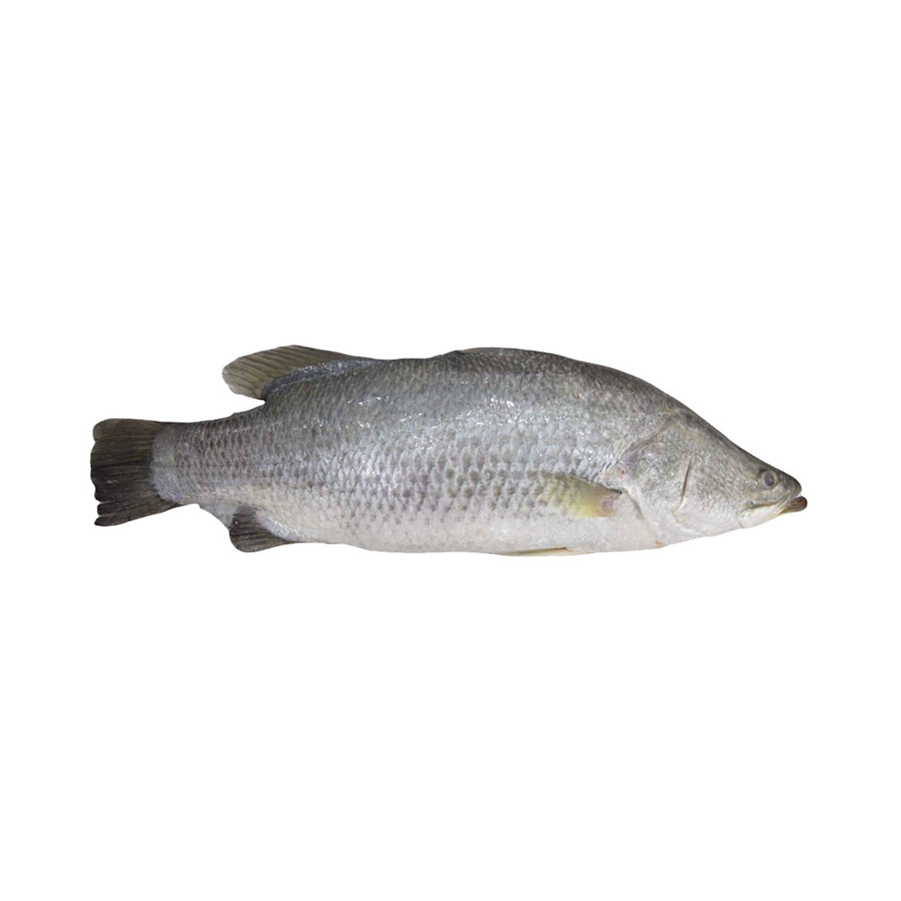 Barramundi EURO USA