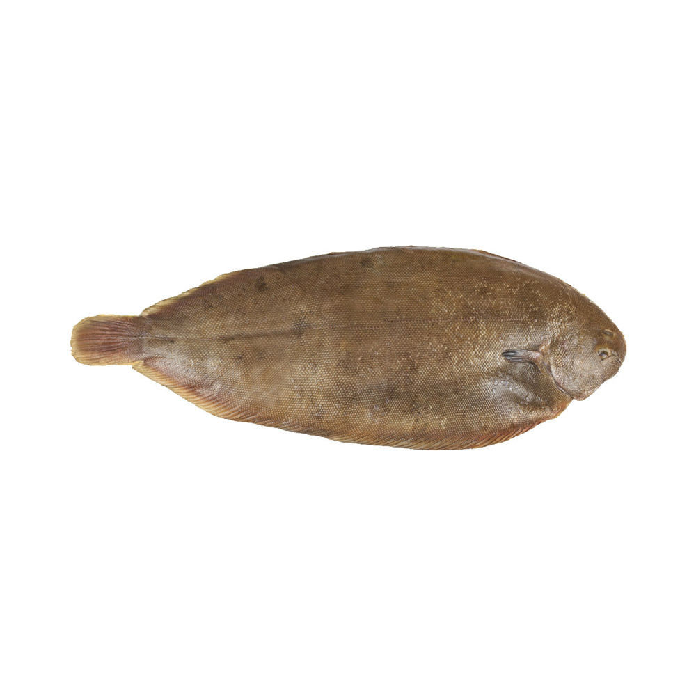 Sole, Dover EURO USA