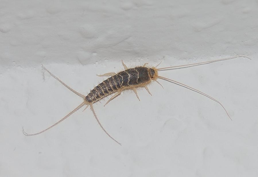 ¿Bichos de la humedad en el hogar? Euskalsec