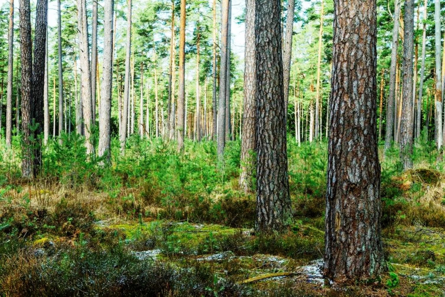 Latvijas valsts meži (LVM) European State Forest Association