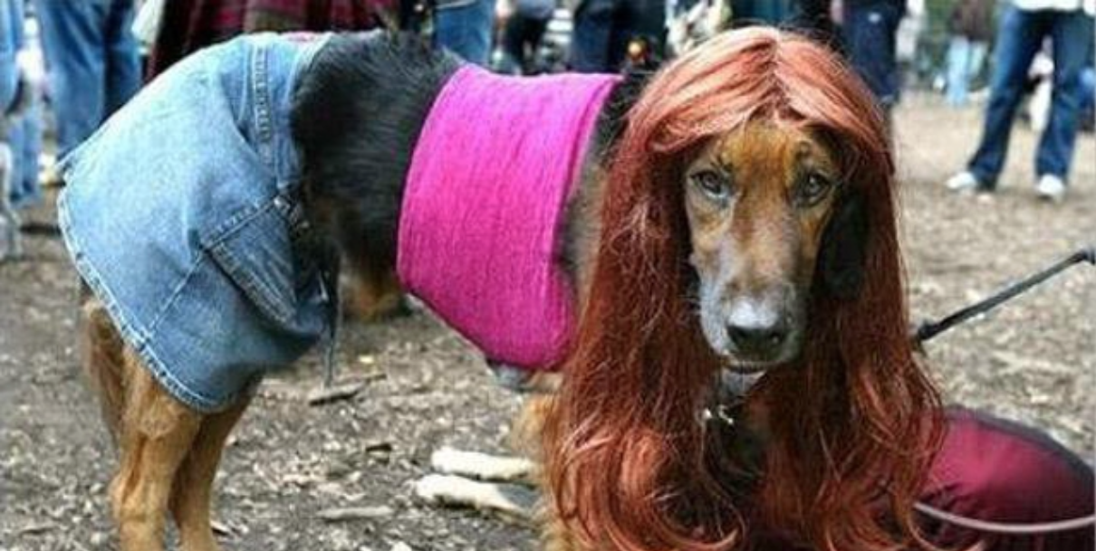 What Dog Breeds Are Illegal In Denmark