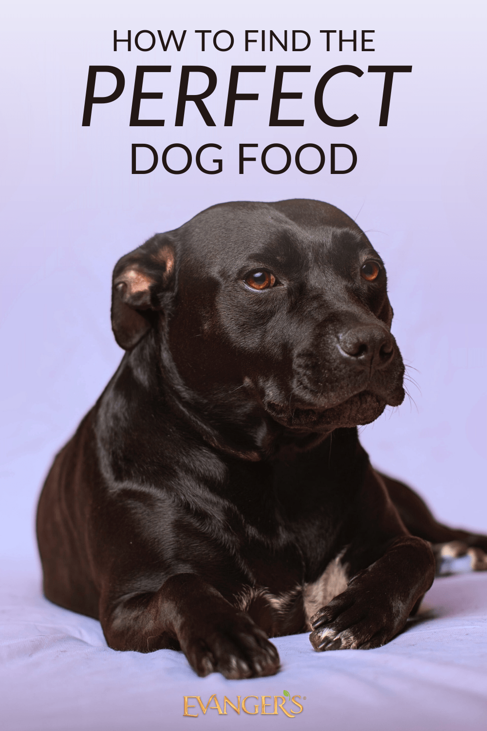 How to Find the Perfect Dog Food Evanger's Dog & Cat Food Co., Inc.