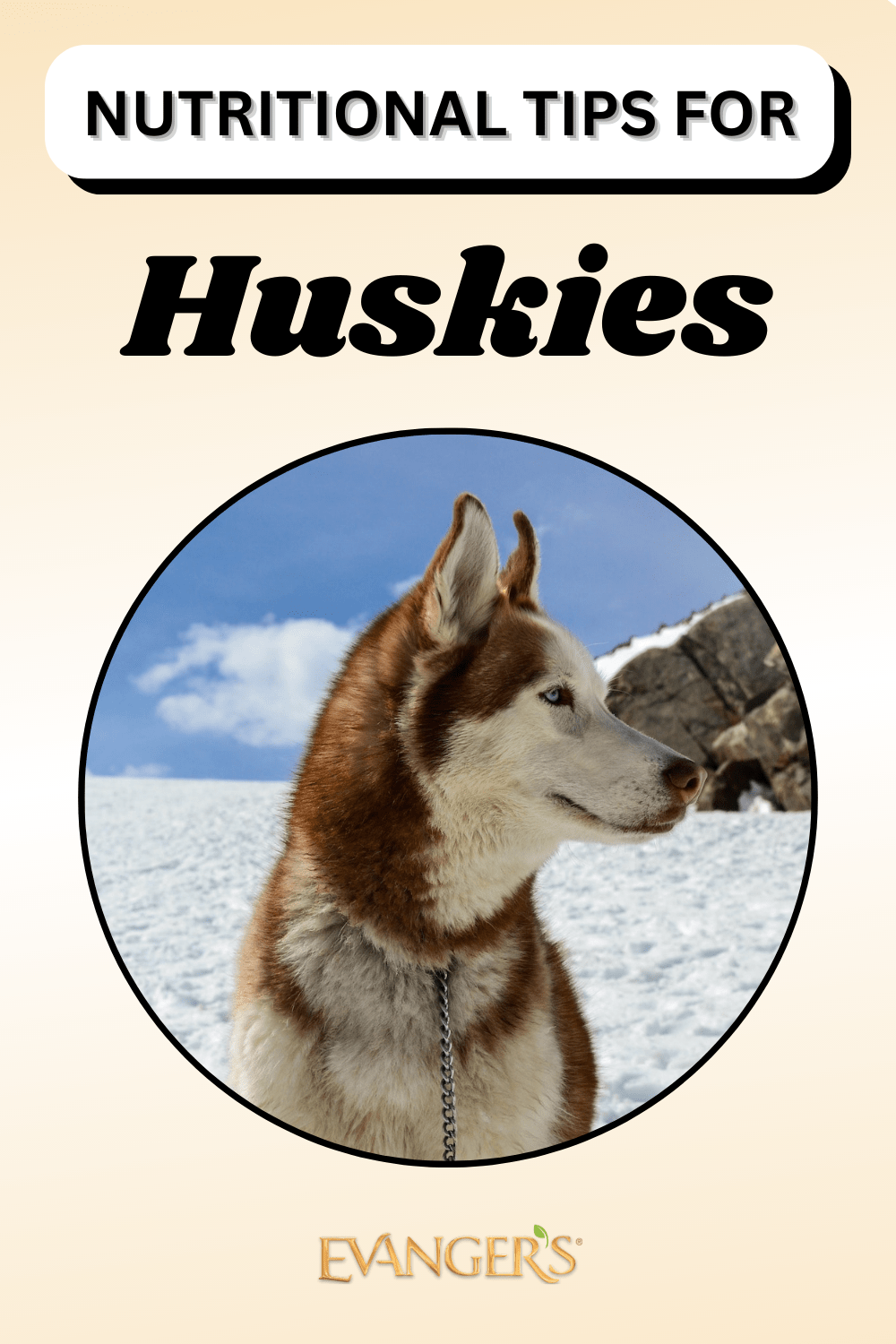 Nutritional Tips for Huskies Evanger's Dog & Cat Food Co., Inc.
