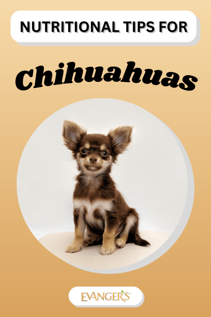 Nutritional Tips for Chihuahuas Evanger's Dog & Cat Food Company, Inc.