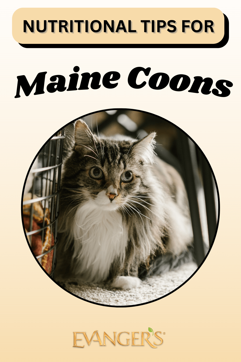 Nutritional Tips for Maine Coons Evanger's Dog & Cat Food Co., Inc.