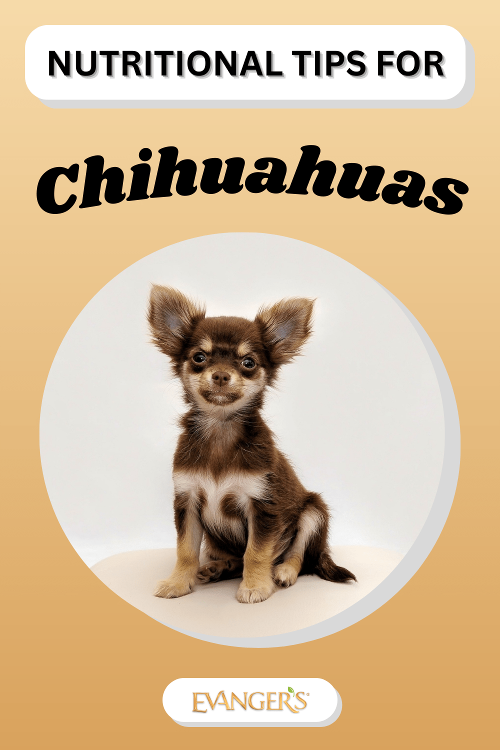 Nutritional Tips for Chihuahuas Evanger's Dog & Cat Food Company, Inc.