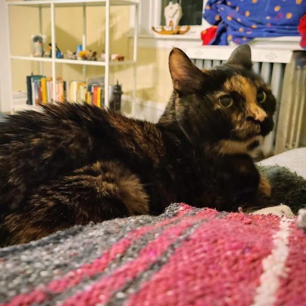 ADOPT A CAT Evanston Animal Shelter