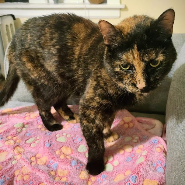 ADOPT A CAT Evanston Animal Shelter