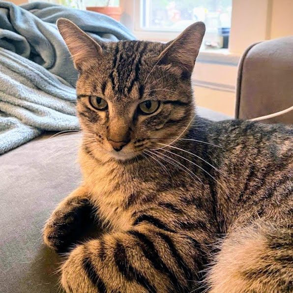ADOPT A CAT Evanston Animal Shelter
