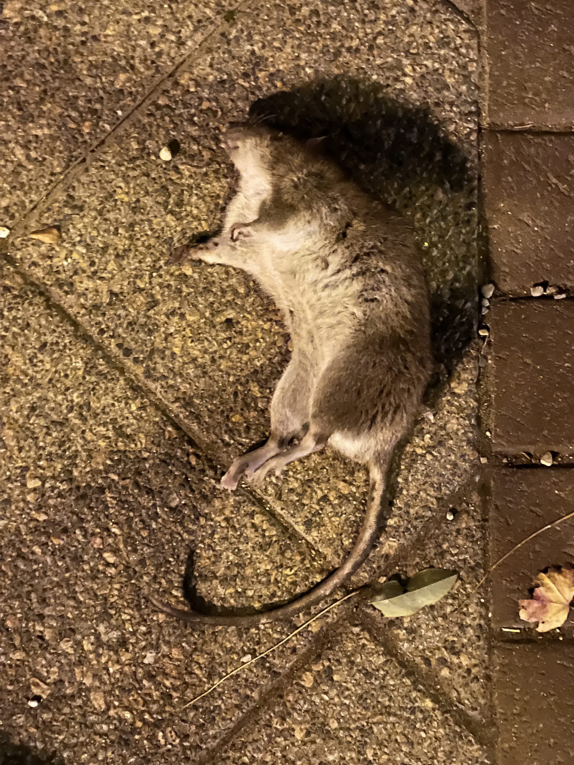 Residents play important role in rat control, city says Evanston