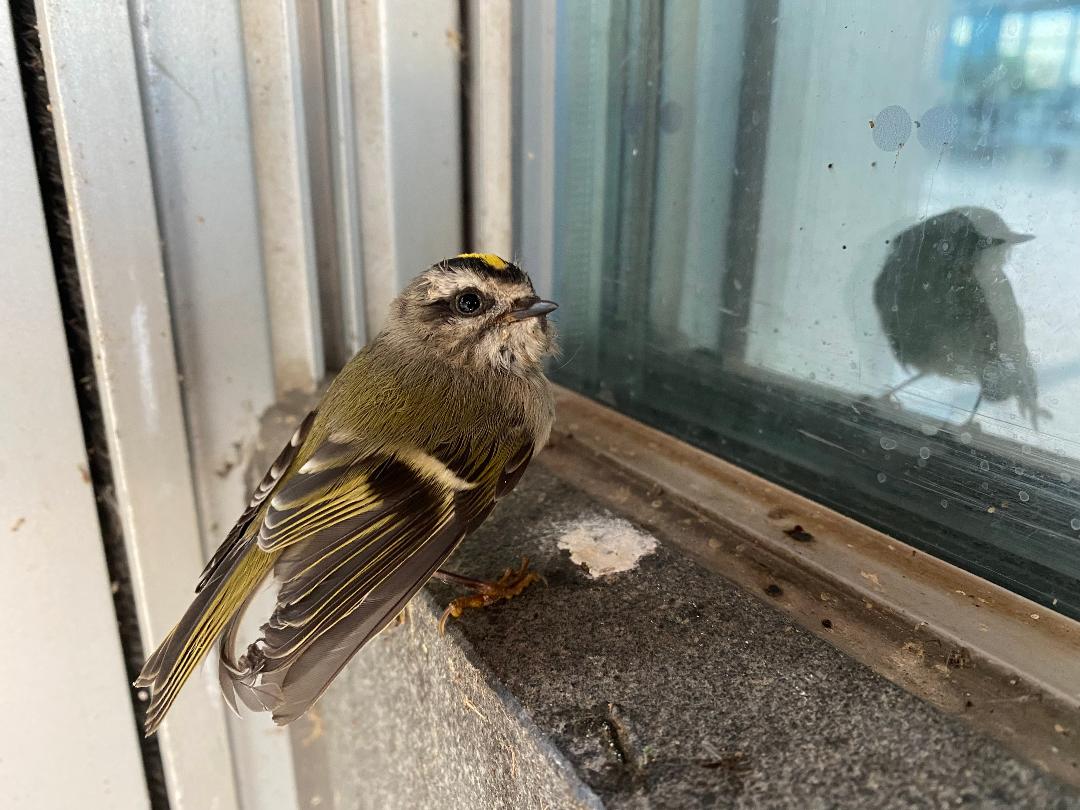 How to stop birds from hitting your windows Evanston RoundTable