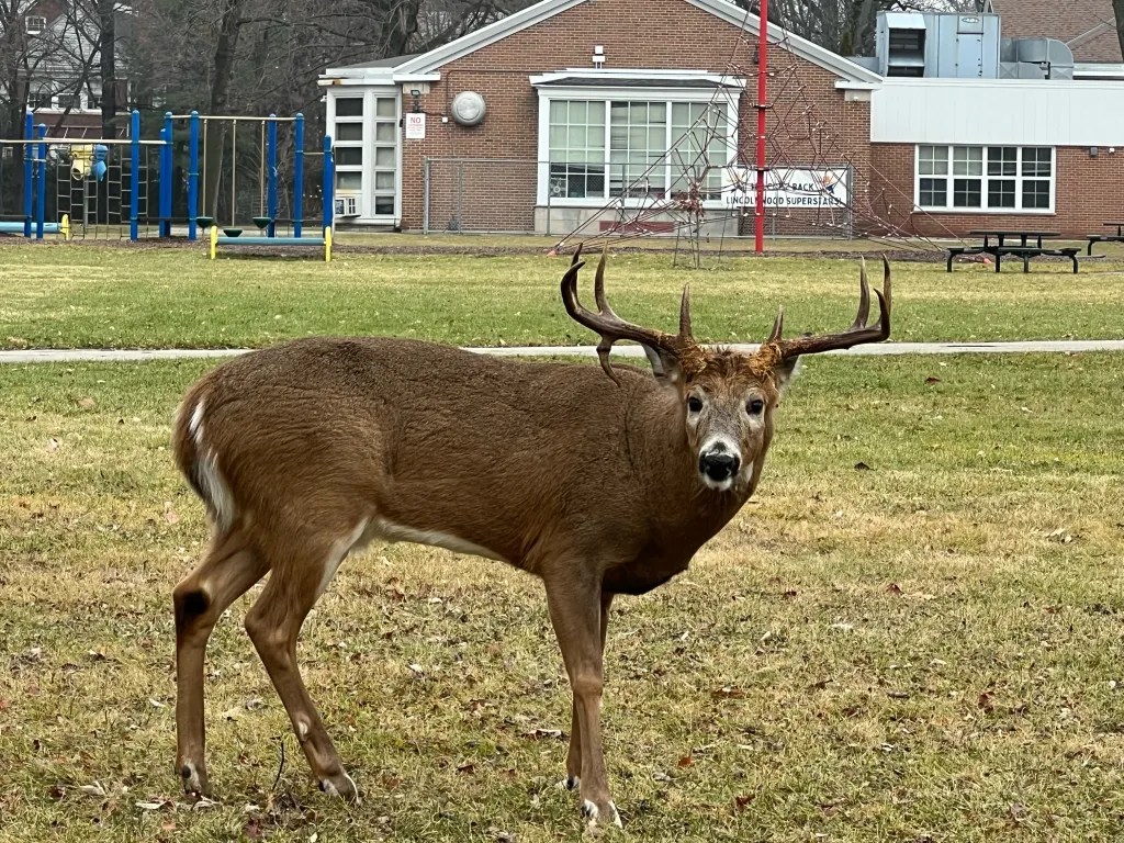 Don't feed the deer Harmful and illegal Evanston RoundTable