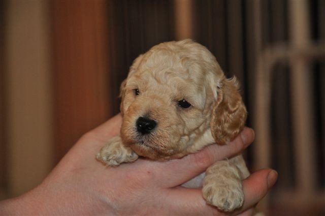 cavapoo till salu 2023 Cavapoo - Evashundar Cavapoo