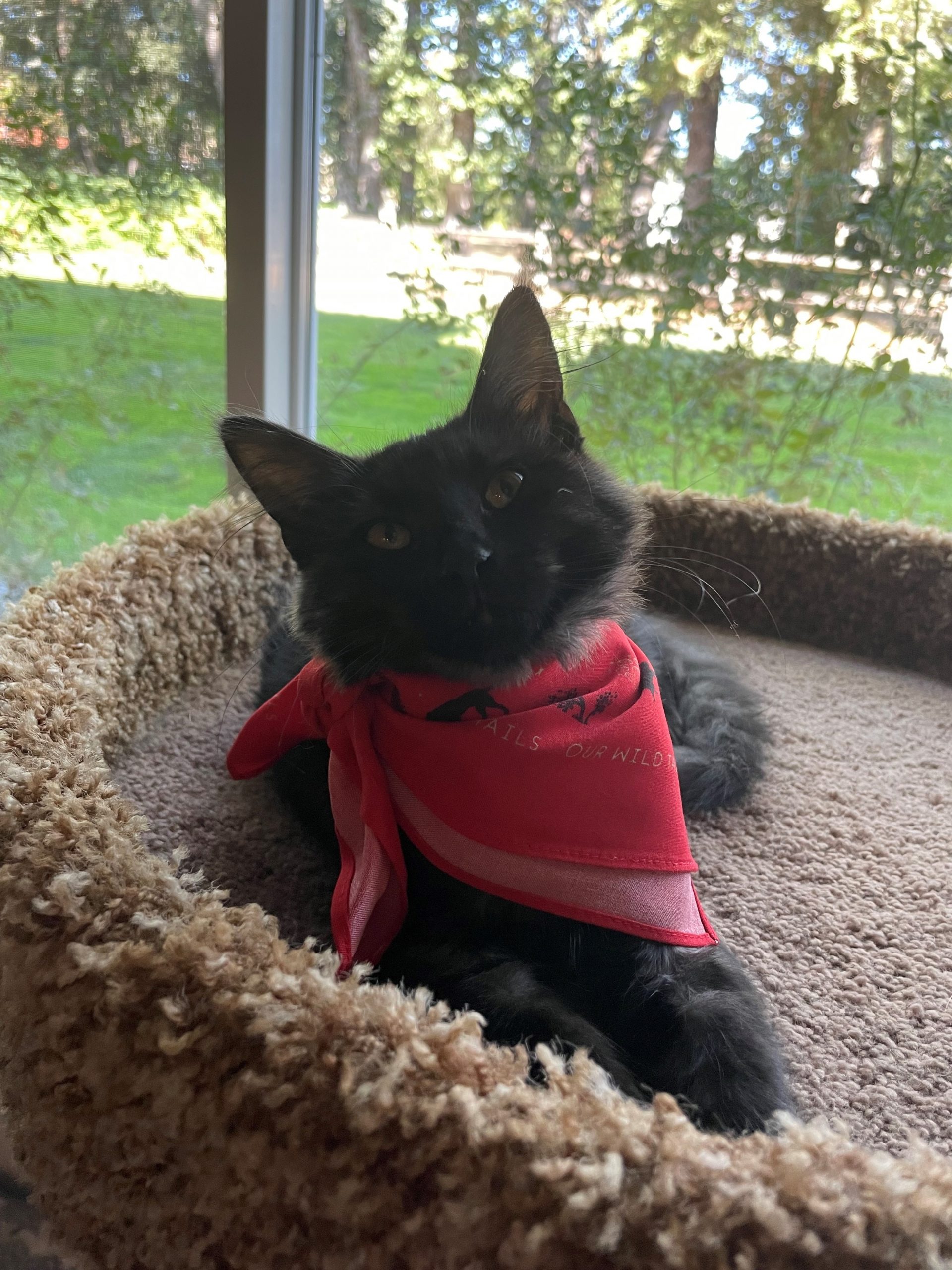 New Clients in Tualatin, OR Emergency Veterinary Clinic of Tualatin