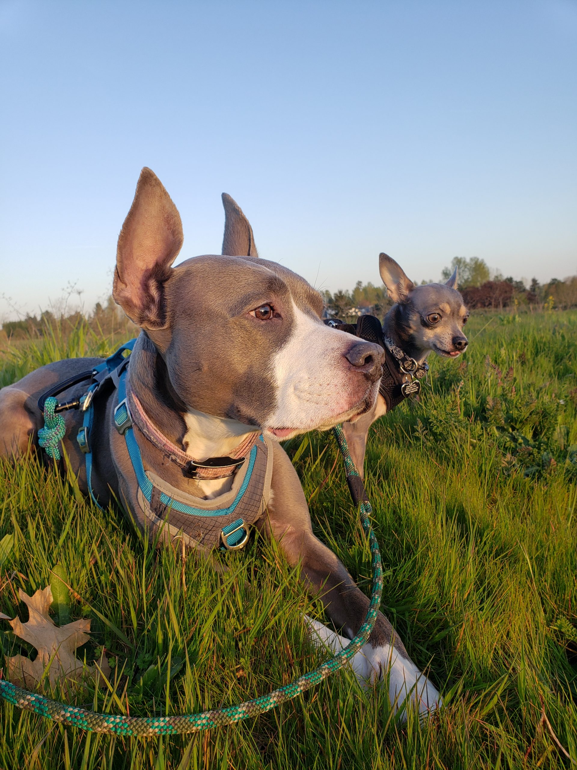 Strays, Wildlife, and Lost Pets in Tualatin, OR Emergency Veterinary