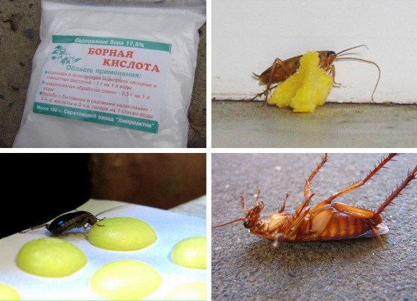 ubat lipas paling berkesan