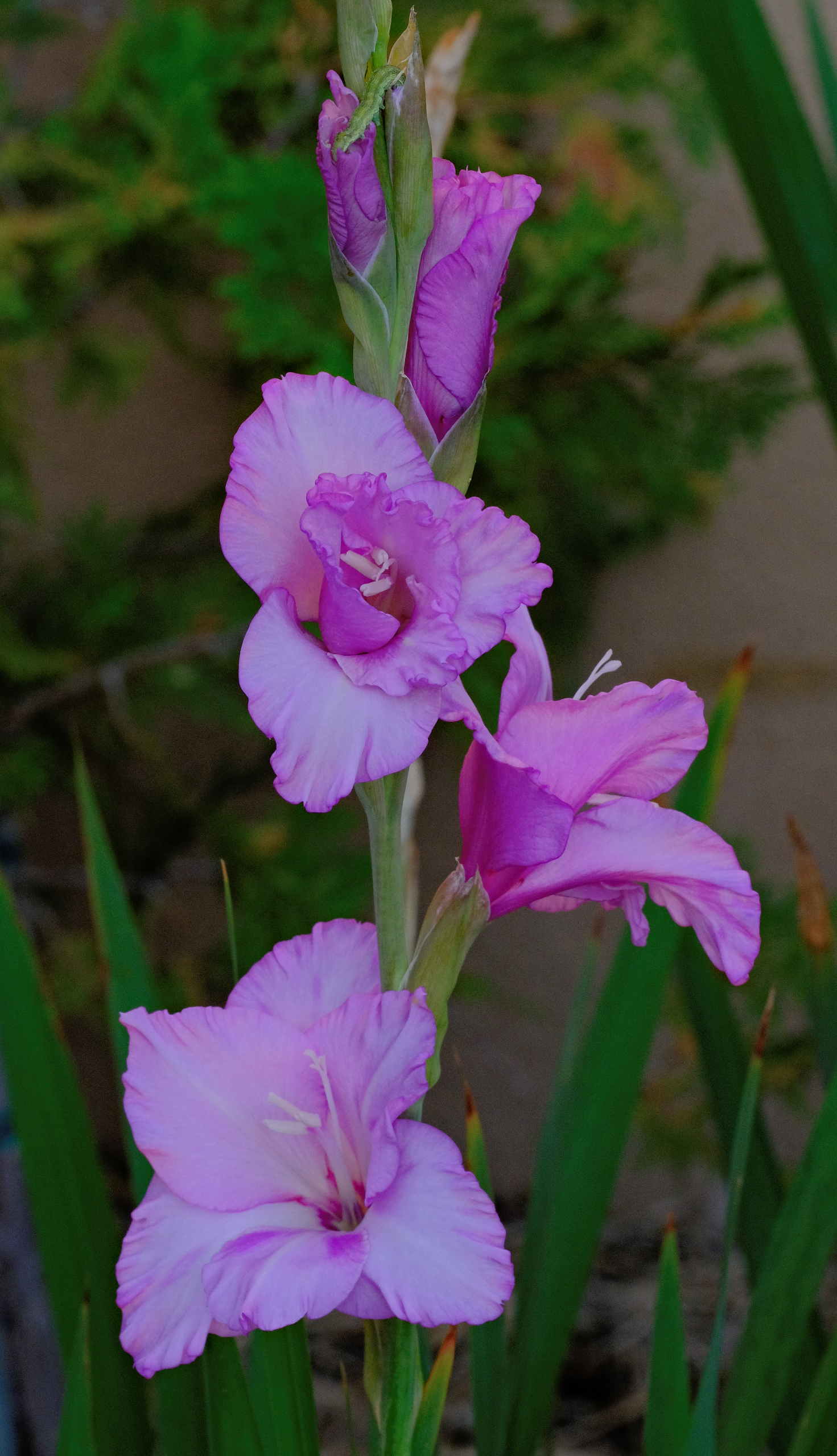 Delicate Flowers Being and Nonbeing