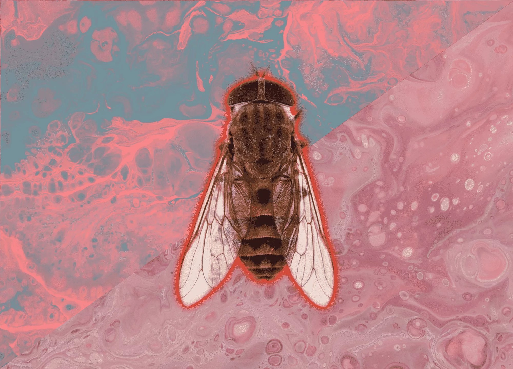 Protecting Your Horse from Horseflies Eventing Guide