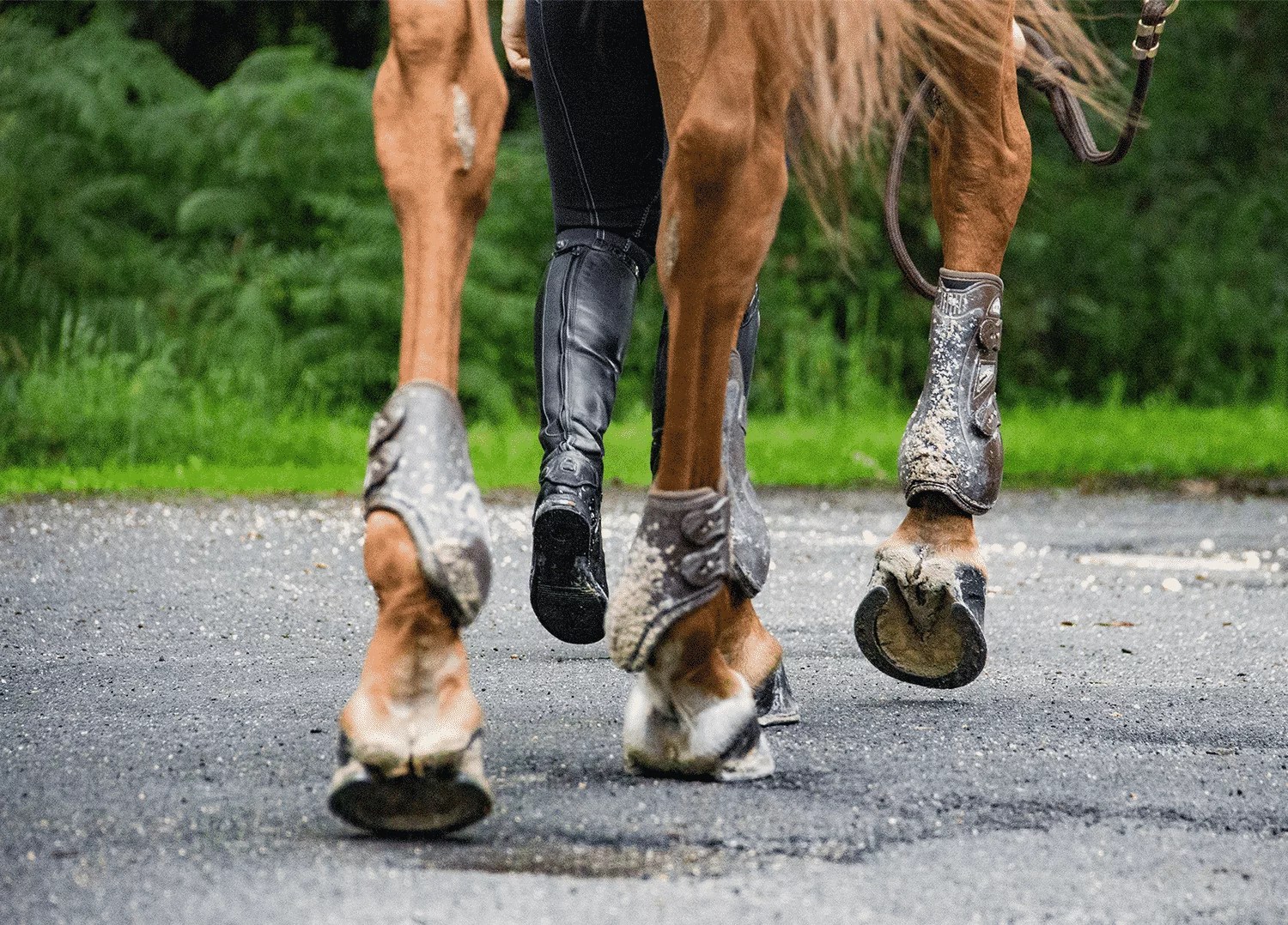 Laminitis What is It and How is It Treated? Eventing Guide