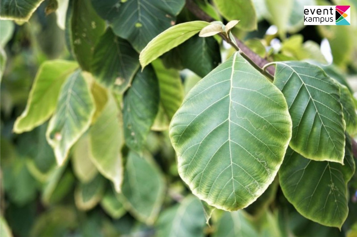 Manfaat Daun Jati Untuk Diet | Blog - Eventkampus.com 798_X_1200_jpg