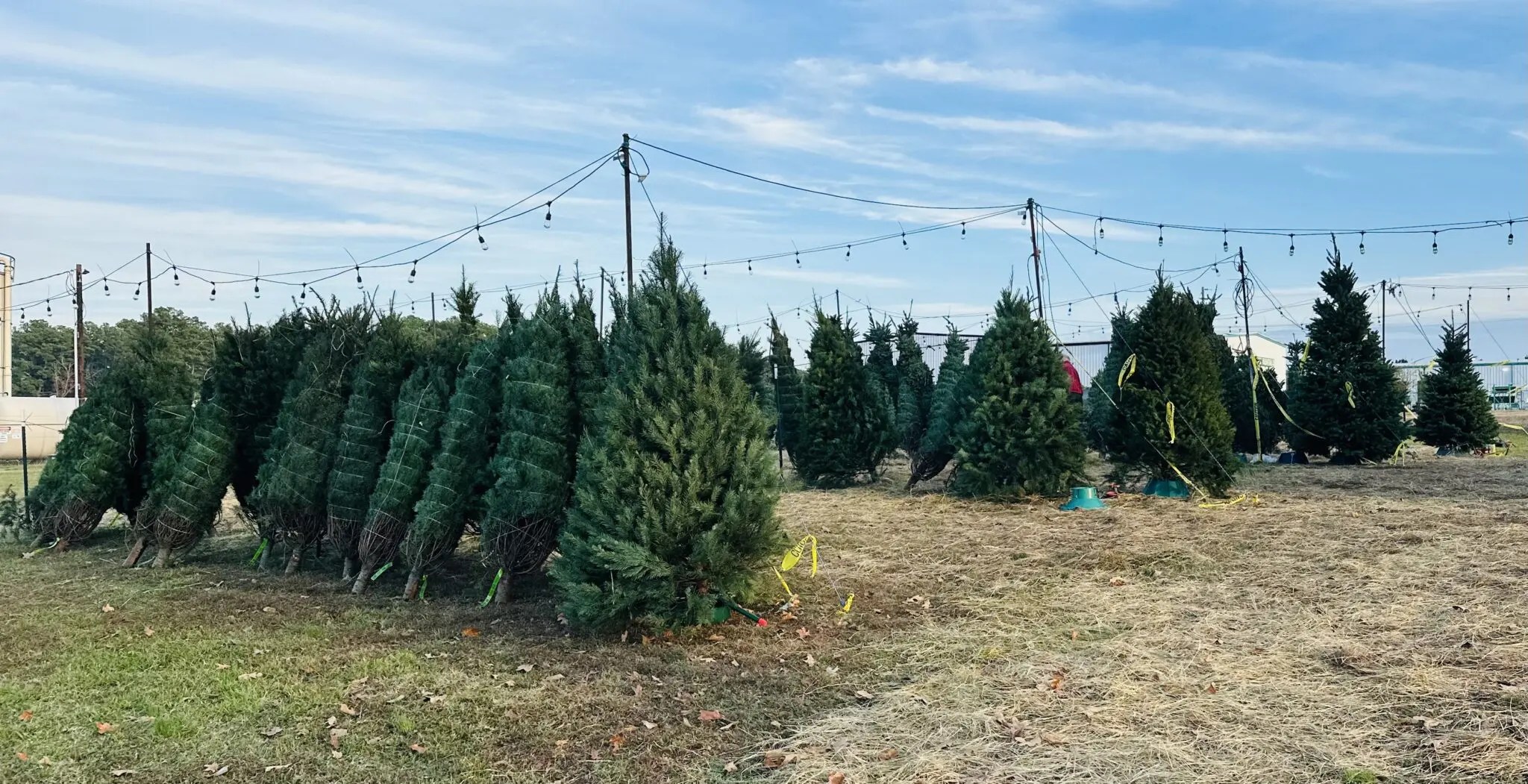Christmas Tree Farm KVNE Community Events