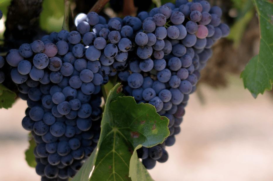 Barossa Valley Wineries With Shiraz, A Type Of Grape