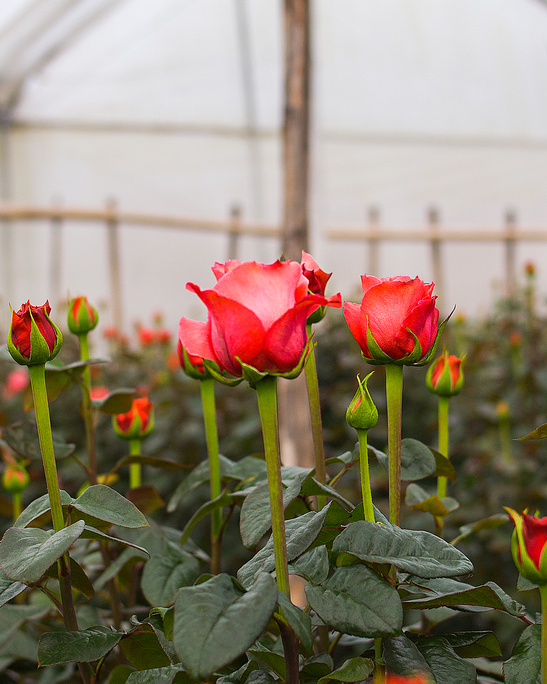 Candy Xpression Everbloom Roses