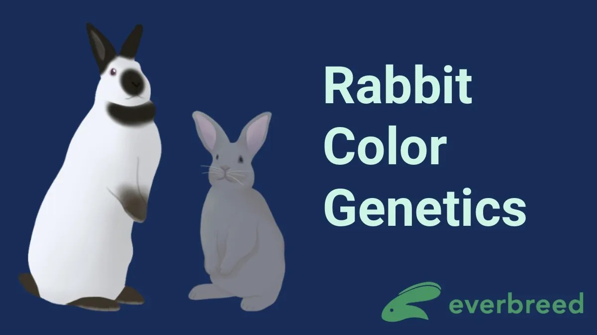 Rabbit Color Everbreed