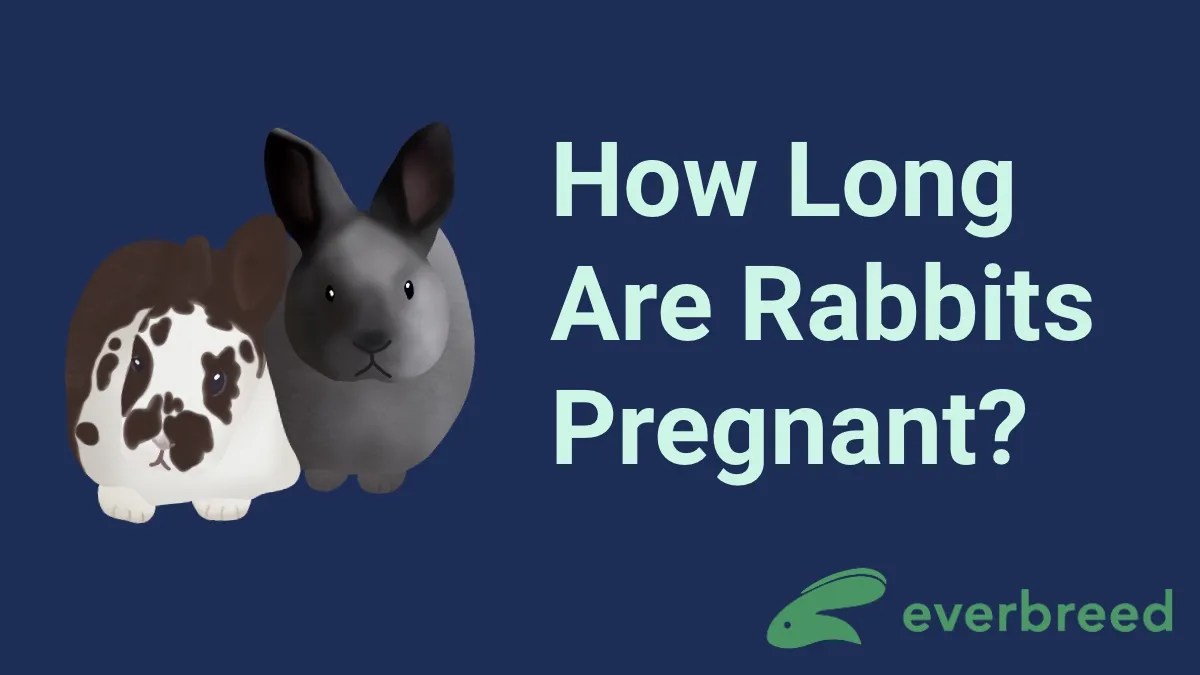 How Long Are Rabbits Pregnant? Everbreed