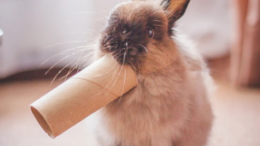 Top Toys for Bunnies Enhance Your Rabbit's Playtime Everbreed