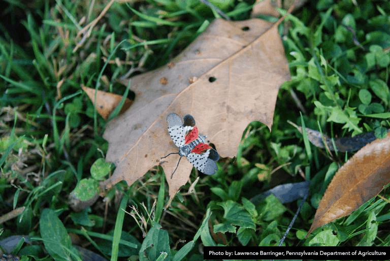 The Dangers of the Spotted Lanternfly