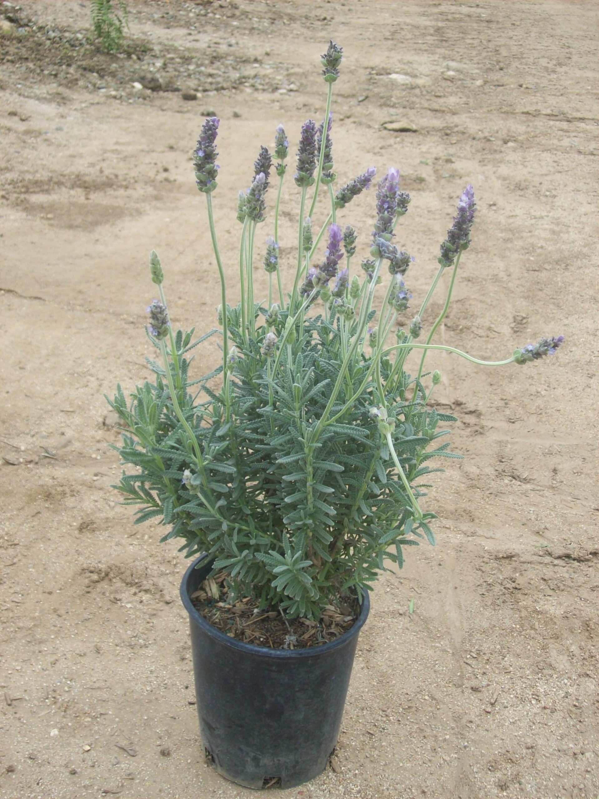 Lavandula dentata Everde Growers
