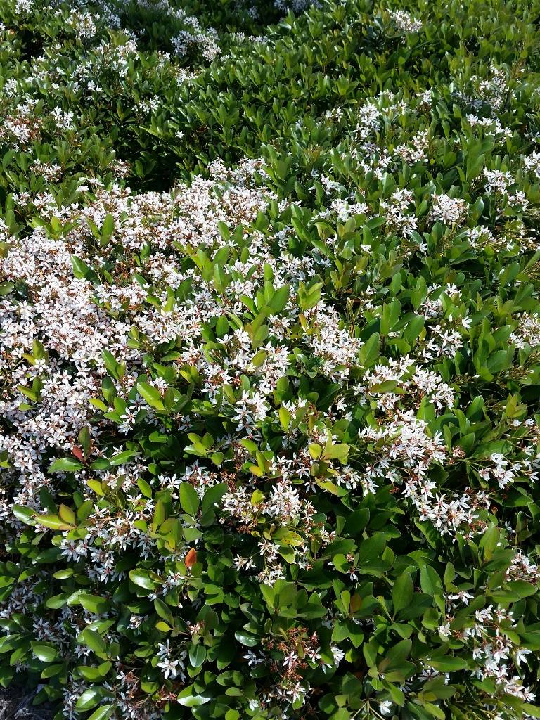 Clara Indian Hawthorn Everde Growers