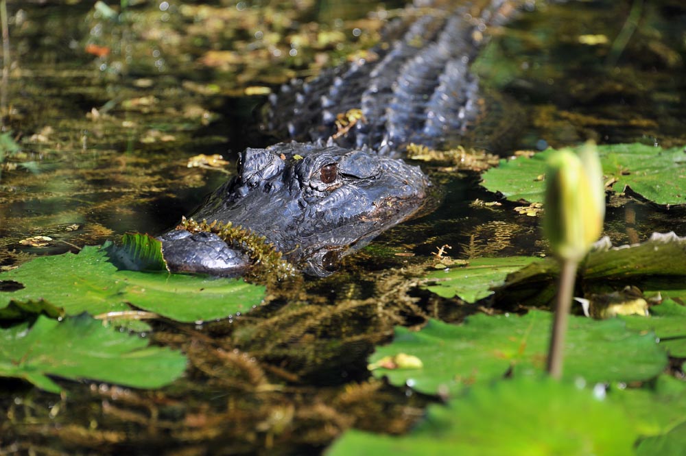 Everglades Kayaking Alligators and Orchids Kayak Eco Tours