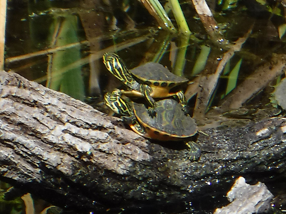 Everglades Kayaking Alligators and Orchids Kayak Eco Tours