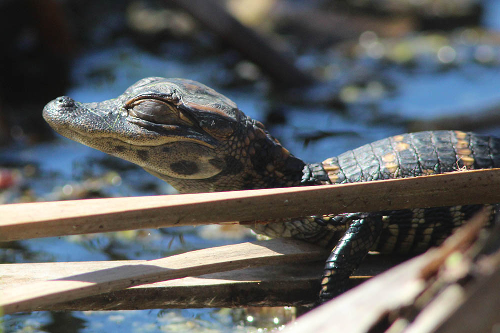 Everglades Kayaking Alligators and Orchids Kayak Eco Tours