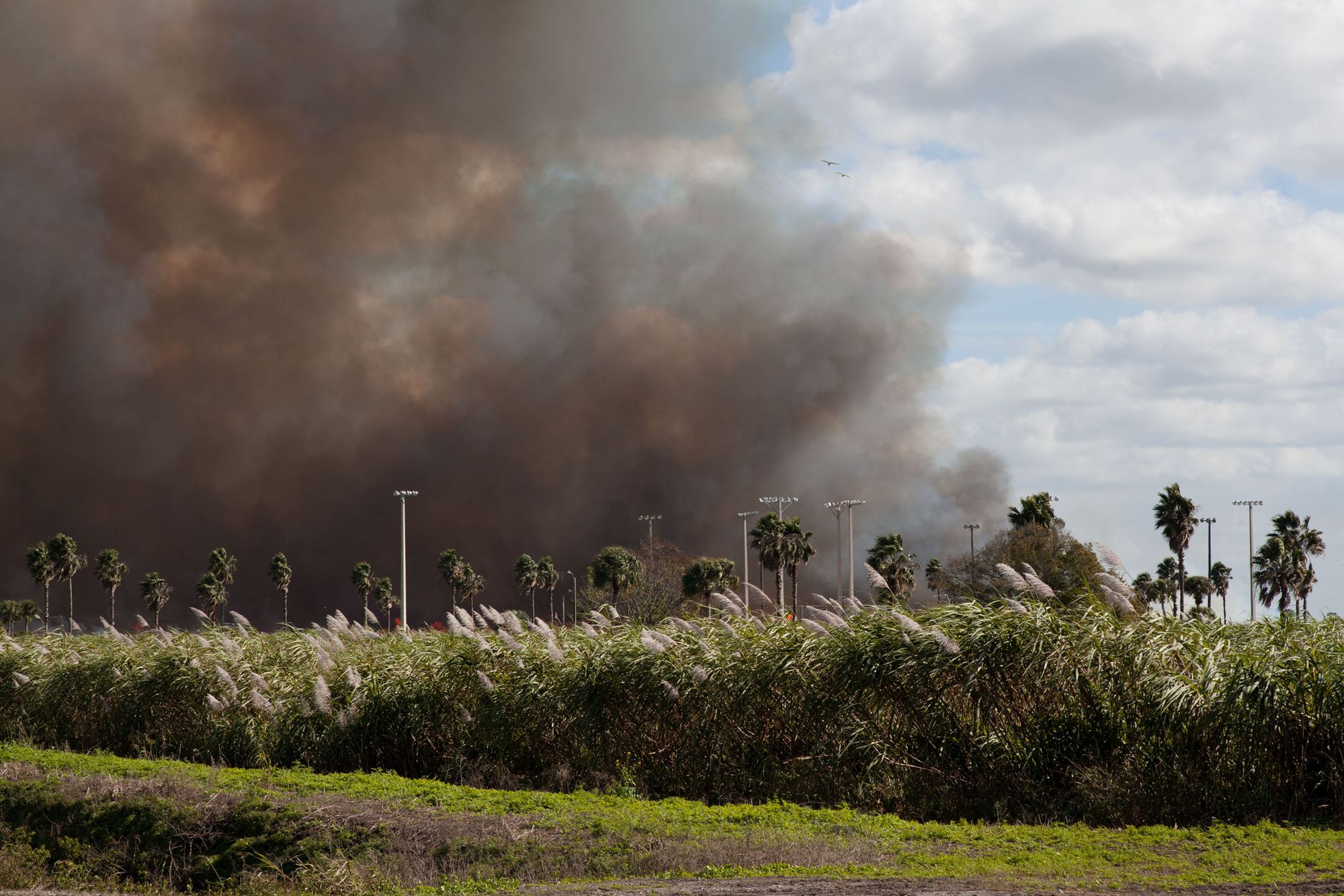 America's sugar cane growers have a burning problem Everglades Trust