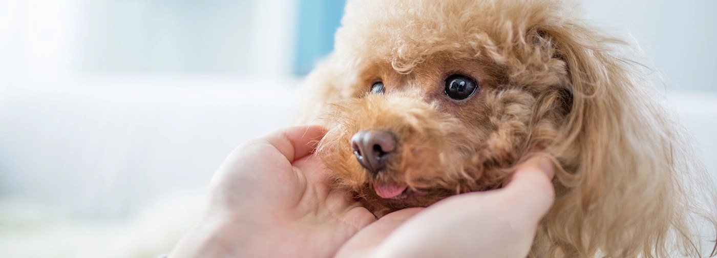 自然療法 evergreen pet clinic（エヴァーグリーンペットクリニック） evergreen pet & cafe