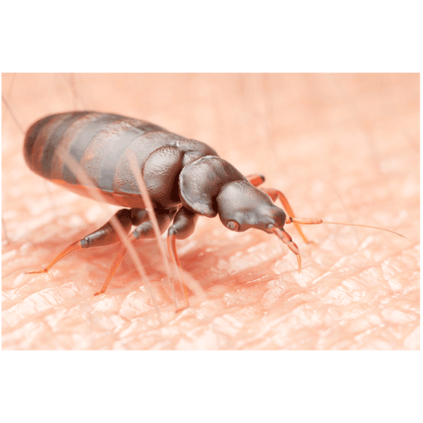 Evergreen Pest Control Services