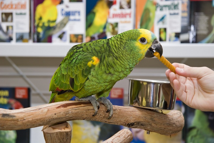 » Pet Boarding Evergreen Avian and Exotic Animal Hospital