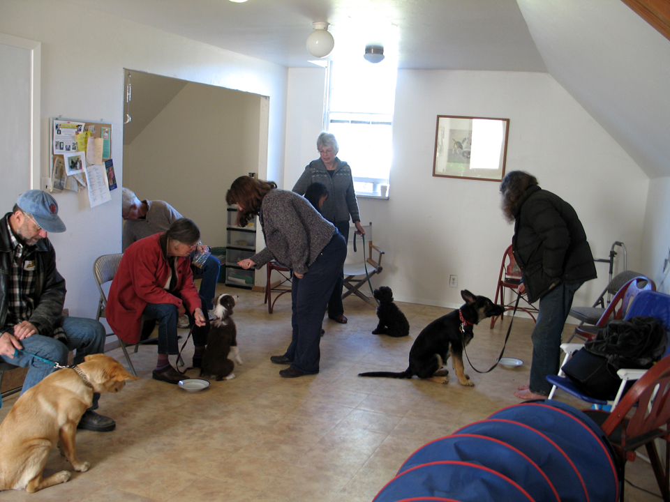 About Us Evergreen Barn Dog Training