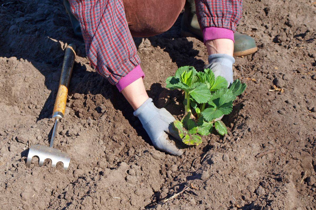 How To Grow Strawberries In Florida Evergreen Blooming