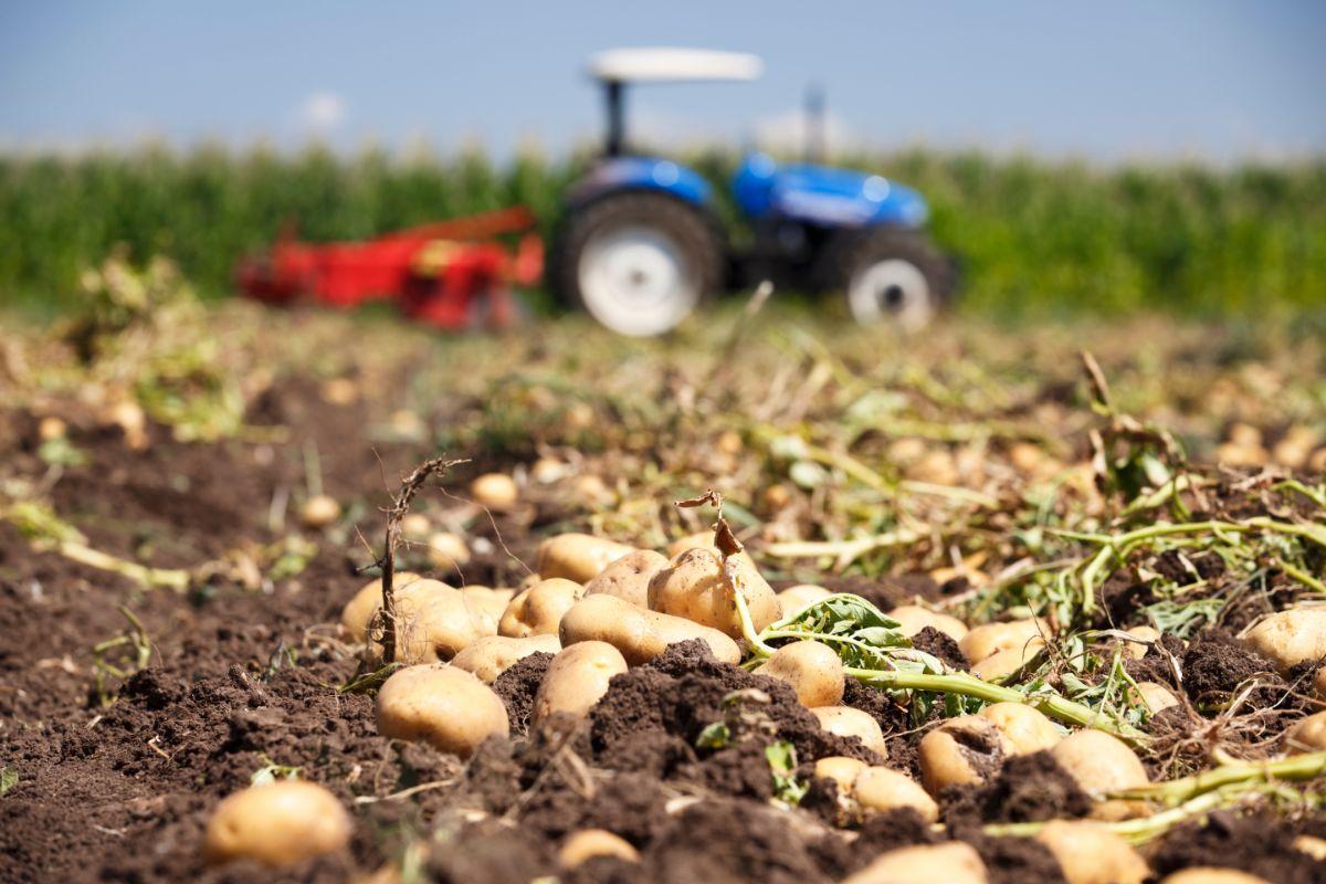 How Many Potatoes Per Plant? Evergreen Blooming