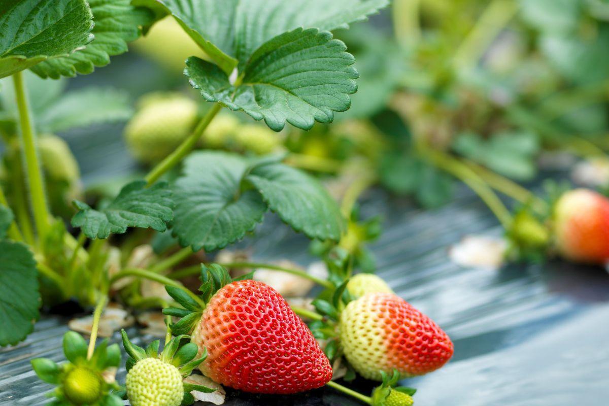 How To Ripen Strawberries Evergreen Blooming