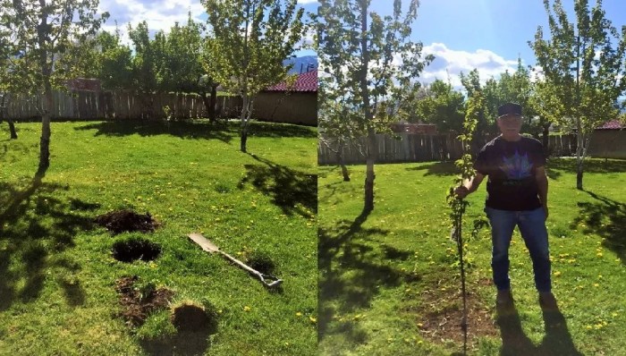 Cherry Tree in Arizona