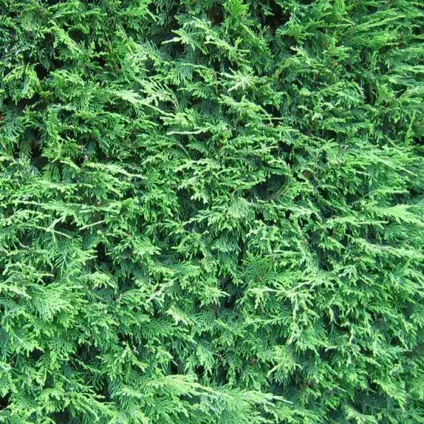 Leylandii Hedges Where to Start and What to Buy Evergreen Hedging