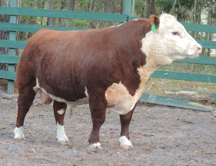 Evergreen Polled Herefords Purebred Seedstock Club Calves Grain