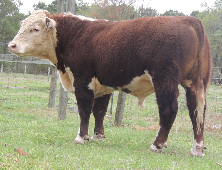 Cattle For Sale Evergreen Polled Herefords